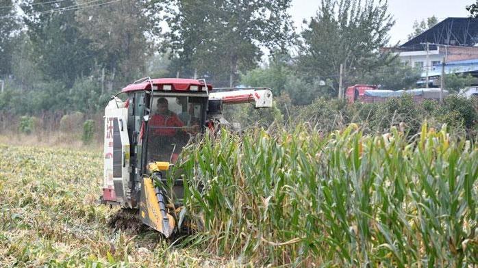 多措并舉 加快秋糧收獲